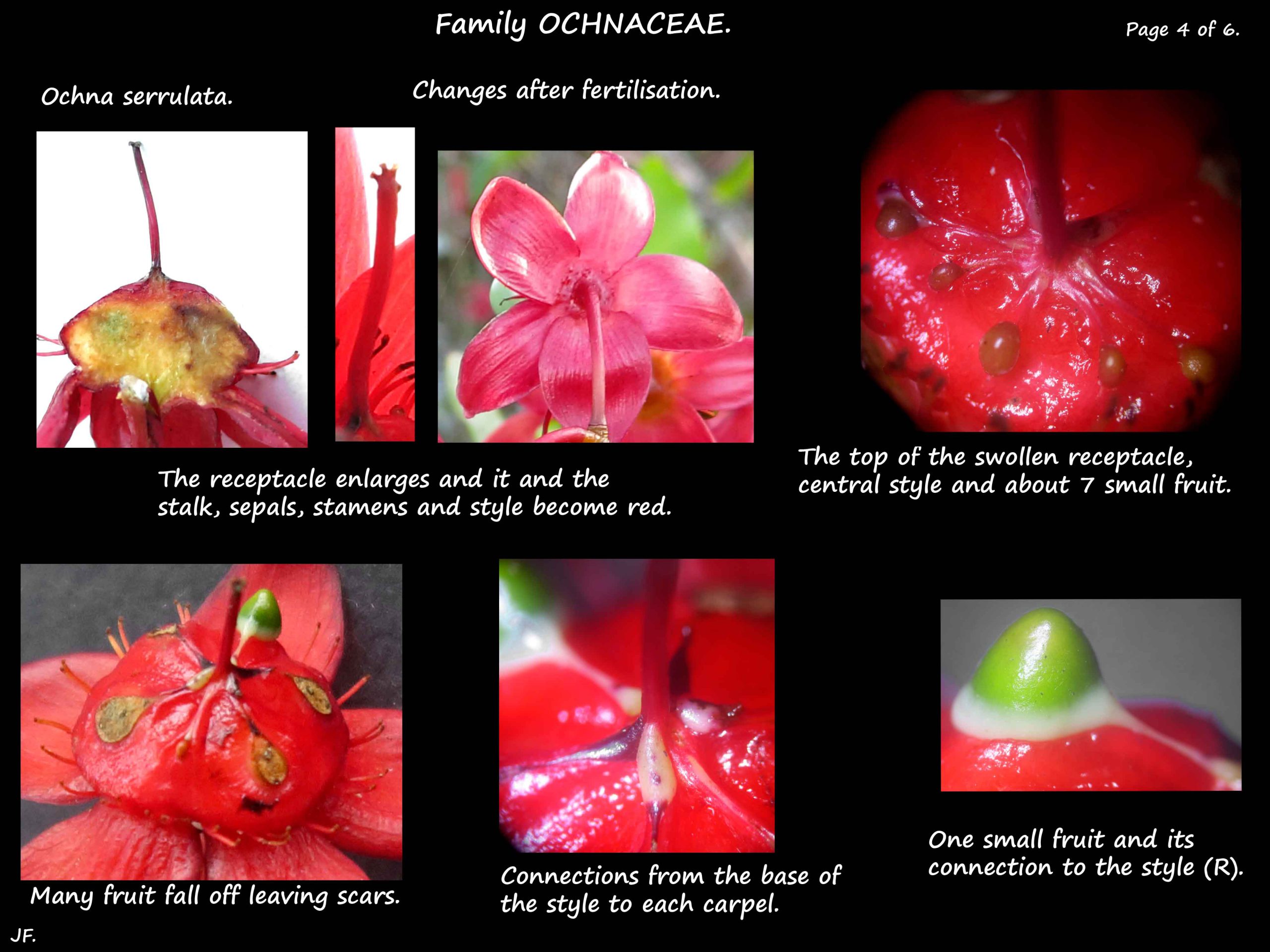 4 Ochna changes after fertilisation